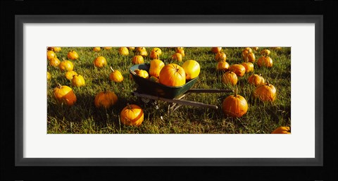Framed Wheelbarrow in Pumpkin Patch, Half Moon Bay, California, USA Print