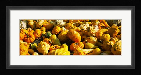 Framed Pumpkins and gourds in a farm, Half Moon Bay, California, USA Print