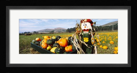 Framed Scarecrow in Pumpkin Patch, Half Moon Bay, California (horizontal) Print