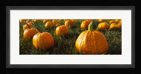 Framed Close Up of Pumpkins in a  Field, Half Moon Bay, California Print