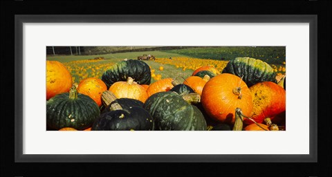 Framed Pumpkin Field, Half Moon Bay, California Print