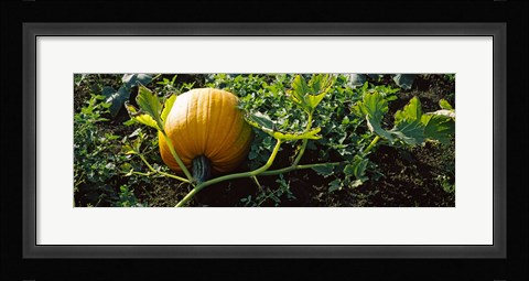 Framed Pumpkin growing in a field, Half Moon Bay, California, USA Print