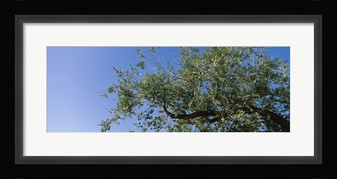 Framed Low angle view of a tree branch against blue sky, San Rafael Valley, Arizona, USA Print