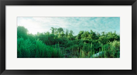 Framed Greenery along Fort Tilden Beach, Fort Tilden, Queens, New York City, New York State, USA Print