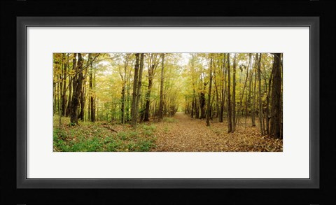 Framed Trail through the forest of the Catskills in Kaaterskill Falls, New York State Print