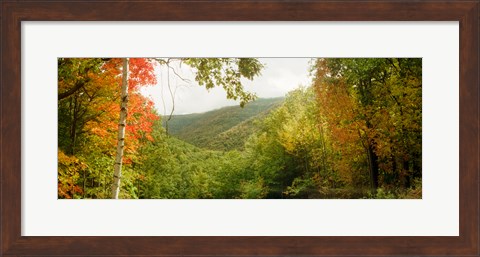 Framed Trees on mountain during autumn, Kaaterskill Falls area, Catskill Mountains, New York State Print