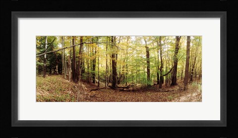 Framed Forest, Kaaterskill Falls area, Catskill Mountains, New York State Print
