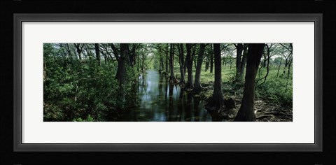 Framed Trees along Blanco River, Texas, USA Print