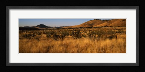 Framed Dry grass on a landscape, Texas, USA Print