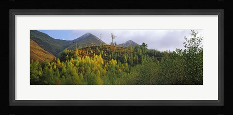 Framed Trees on a mountain, Five Sisters of Kintail, Glen Shiel, Highland Region, Scotland Print