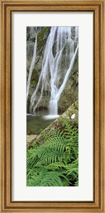 Framed Ferns and the Aber Falls, Abergwyngregyn, Gwynedd, Wales Print