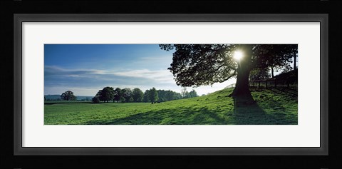Framed Sun shining through tree in a park, Hovingham Park, Ryedale, North Yorkshire, England Print