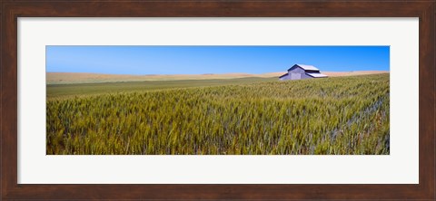 Framed Old barn in a field, Palouse County, Washington State, USA Print