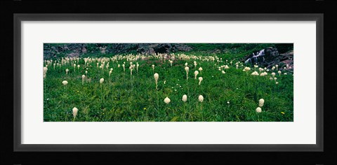 Framed Beargrass (Xerophyllum tenax) on a landscape, US Glacier National Park, Montana Print
