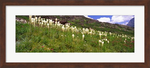 Framed Close Up of Beargrass, US Glacier National Park, Montana Print