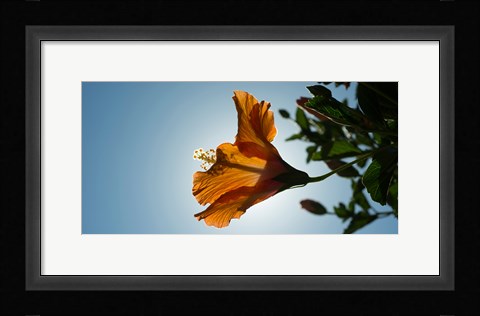 Framed Close-up of a Hibiscus flower in bloom, Oakland, California, USA Print