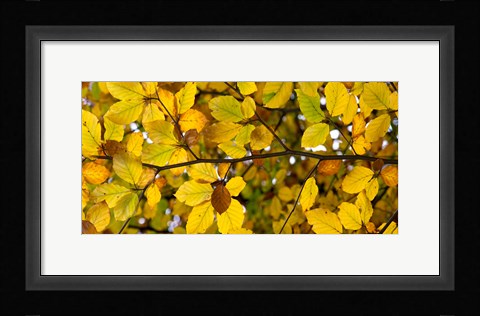 Framed Detail of autumn leaves, Baden-Wurttemberg, Germany Print