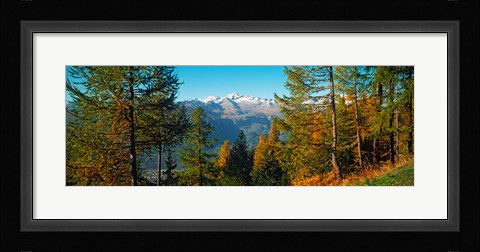 Framed Trees in autumn at Simplon Pass, Valais Canton, Switzerland (horizontal) Print