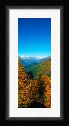 Framed Trees in autumn at Simplon Pass, Valais Canton, Switzerland (vertical) Print