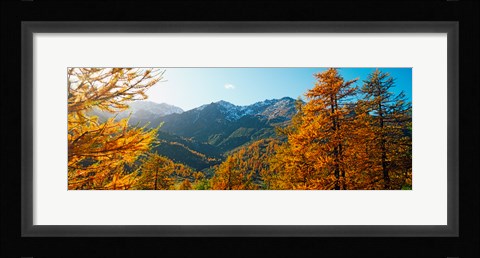 Framed Larch trees in autumn at Simplon Pass, Valais Canton, Switzerland Print