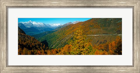 Framed Trees with road in autumn at Simplon Pass, Valais Canton, Switzerland Print
