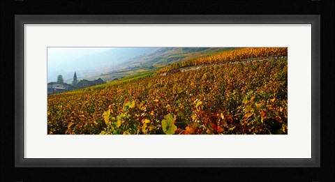 Framed Vineyards and village in autumn, Valais Canton, Switzerland Print