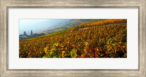 Framed Vineyards and village in autumn, Valais Canton, Switzerland Print