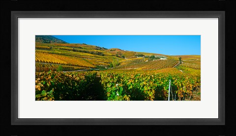 Framed Vineyards in Valais Canton, Switzerland Print