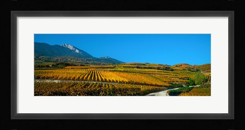 Framed Vineyards in autumn, Valais Canton, Switzerland Print