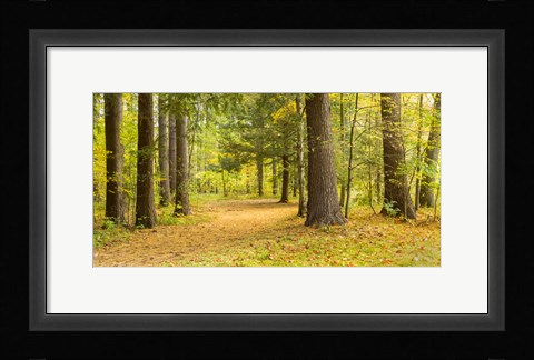 Framed Forest in autumn, New York State, USA Print