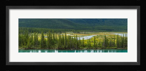 Framed Trees on a hill, Bow Valley Parkway, Banff National Park, Alberta, Canada Print