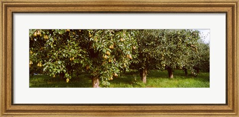 Framed Pear trees in an orchard, Hood River, Oregon Print