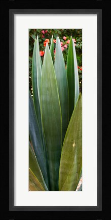 Framed Close-up of a domestic Agave plant, Baja California, Mexico Print
