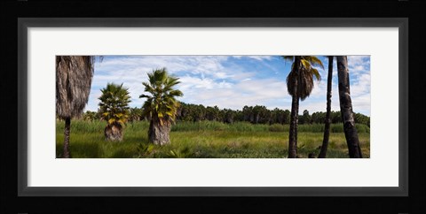 Framed Grove of Mexican fan palm trees near Las Palmas Beach, Todos Santos, Baja California Sur, Mexico Print
