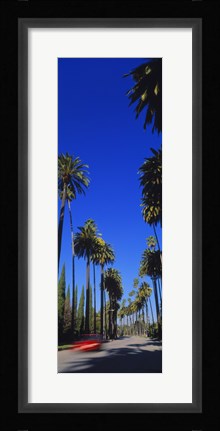 Framed Palm trees along a road, Beverly Hills, Los Angeles County, California, USA Print