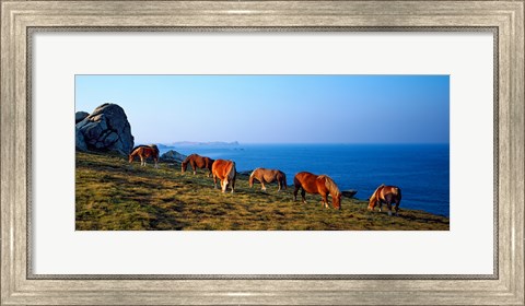 Framed Celtic horses grazing at a coast, Finistere, Brittany, France Print