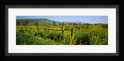 Framed Wild mustard in a vineyard, Napa Valley, California Print