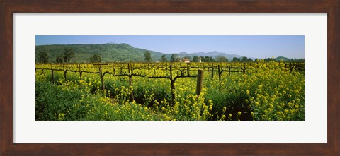 Framed Wild mustard in a vineyard, Napa Valley, California Print