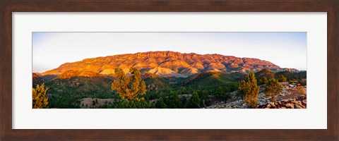 Framed Trees on a hill, Flinders Ranges, Hawker, South Australia, Australia Print
