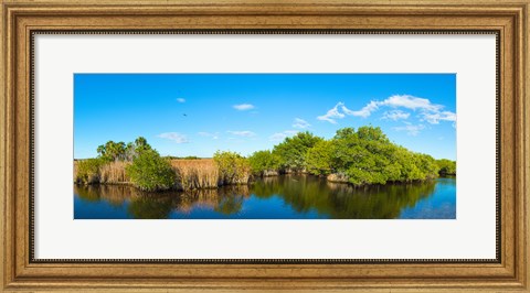 Framed Reflection of trees in a lake, Big Cypress Swamp National Preserve, Florida, USA Print