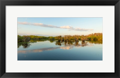 Framed Anhinga Trail, Everglades National Park, Florida Print