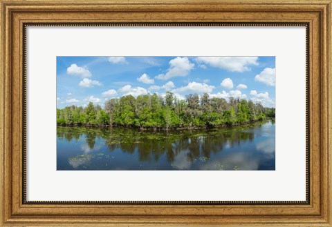 Framed Reflection of trees in the river, Hillsborough River, Lettuce Lake Park, Hillsborough County, Florida, USA Print