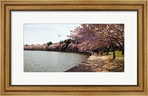 Framed Cherry Blossom trees at Tidal Basin, Washington DC, USA Print