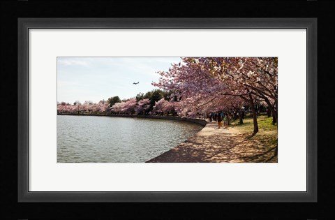 Framed Cherry Blossom trees at Tidal Basin, Washington DC, USA Print