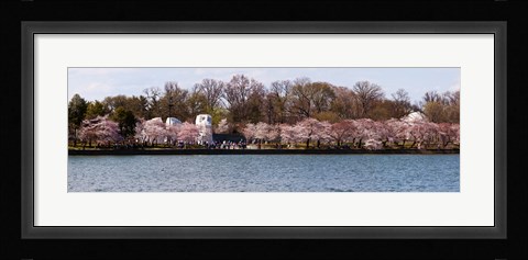 Framed Cherry Blossom trees near Martin Luther King Jr. National Memorial, Washington DC Print