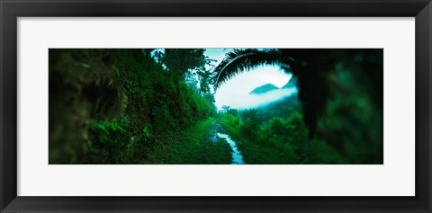 Framed Trail through a rainforest, Cayo District, Belize Print