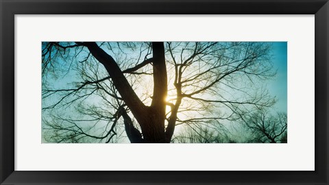 Framed Sunlight shining through a bare tree, Prospect Park, Brooklyn, Manhattan, New York City, New York State, USA Print