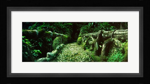 Framed Wooden bridge in the subtropical forest, Parque Lage, Jardim Botanico, Corcovado, Rio de Janeiro, Brazil Print