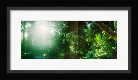 Framed Sunbeams shining through trees in a forest, Parque Lage, Jardim Botanico, Corcovado, Rio de Janeiro, Brazil Print