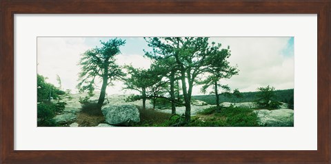 Framed Close up of trees, Gertrude&#39;s Nose, Minnewaska State Park, Catskill Mountains, New York State, USA Print